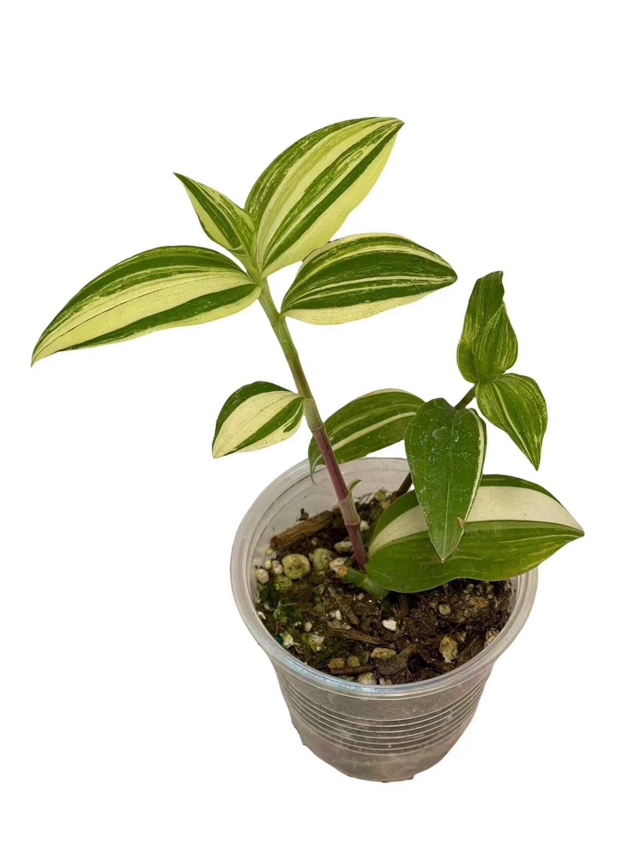 Cuttings/Rooted 2" pot Wandering Jew Tradescantia/Callisia