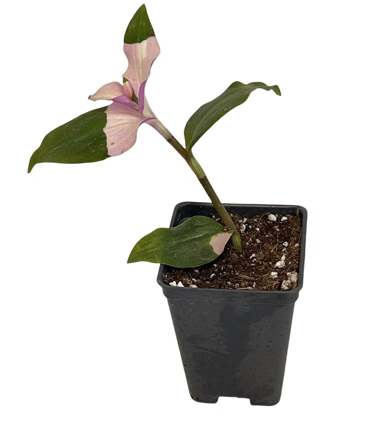 Cuttings/Rooted 2" pot Wandering Jew Tradescantia/Callisia