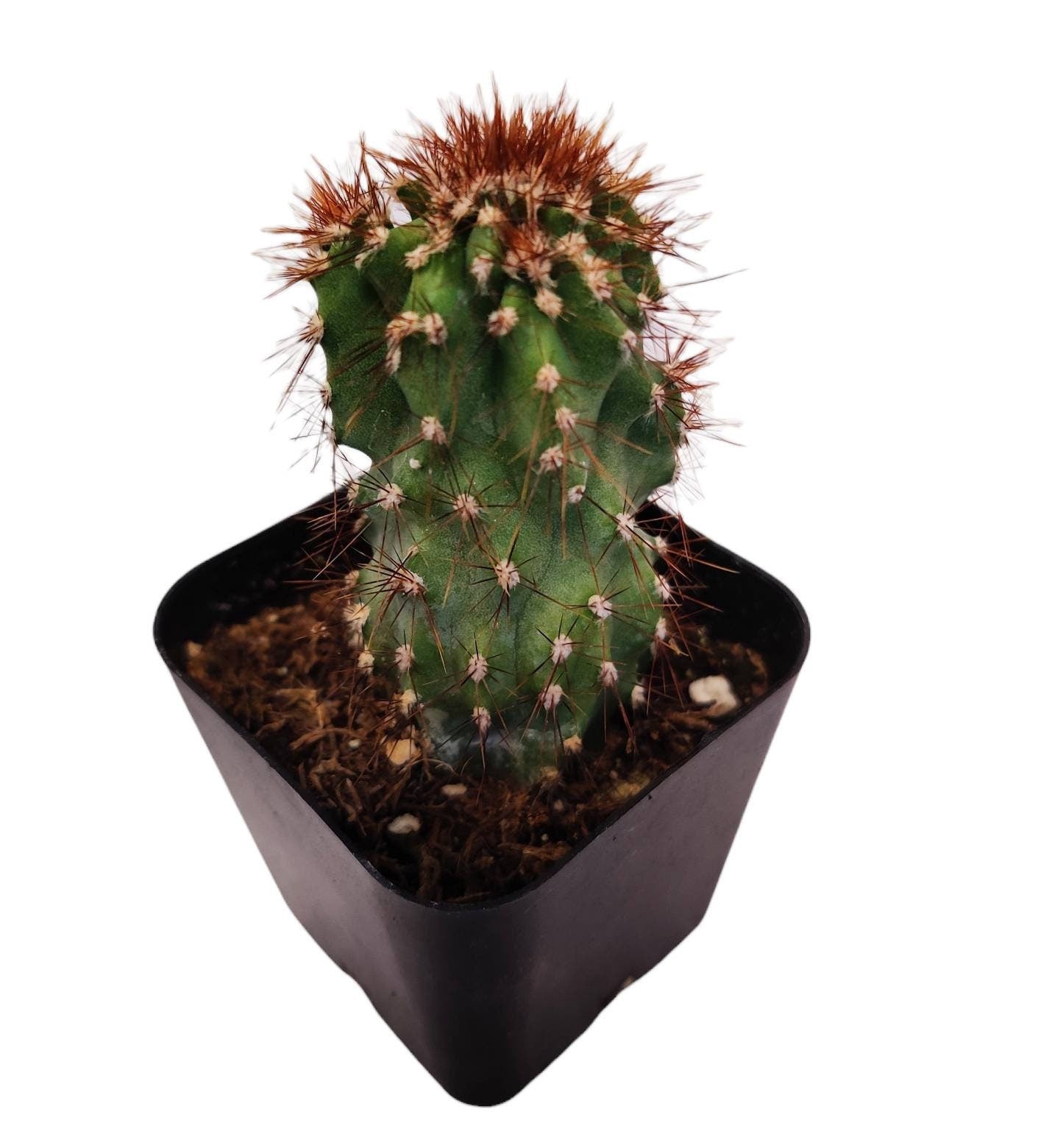 2"pot Cactus Plants Cereus Peruvianus Monstruose
