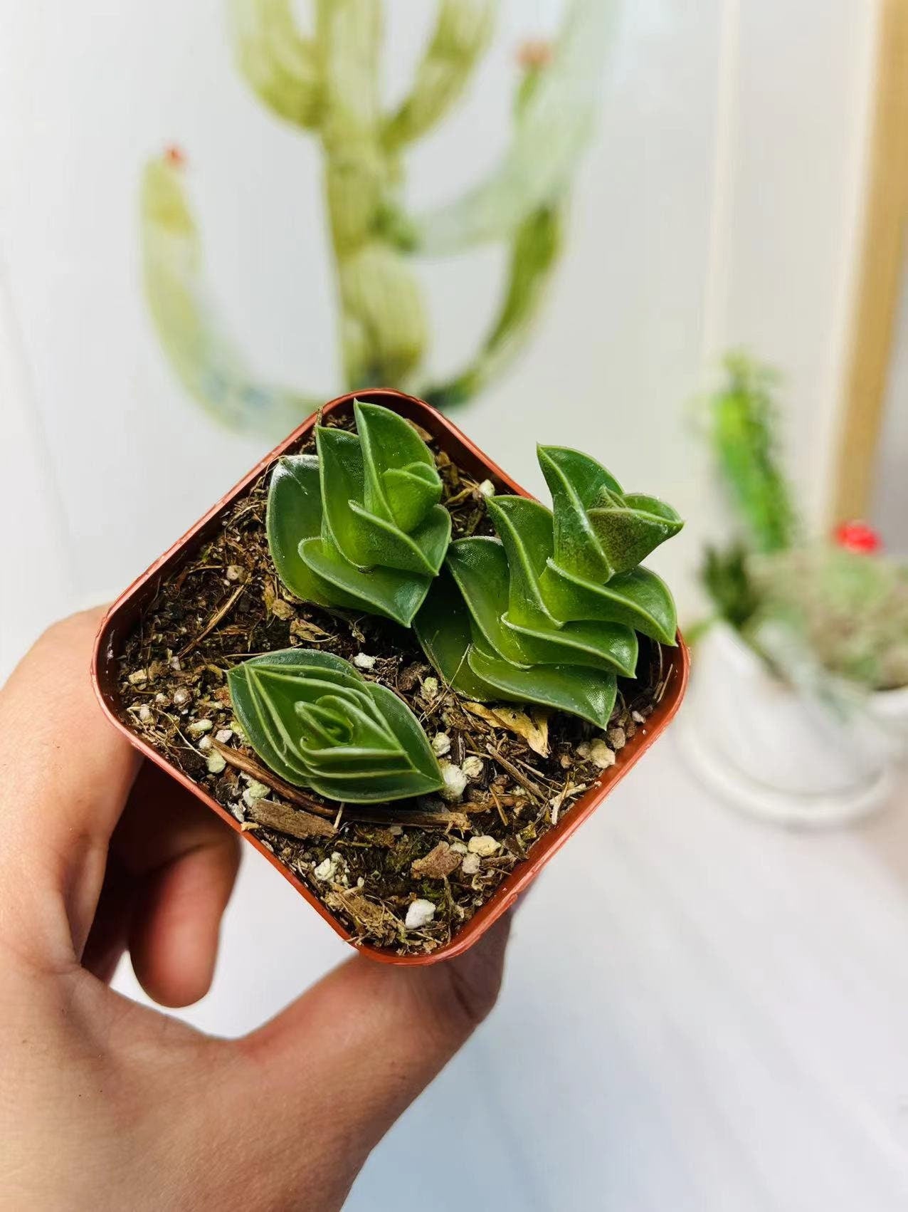 2"pot 4"pot Succulent Plants Tradescantia Navicularis