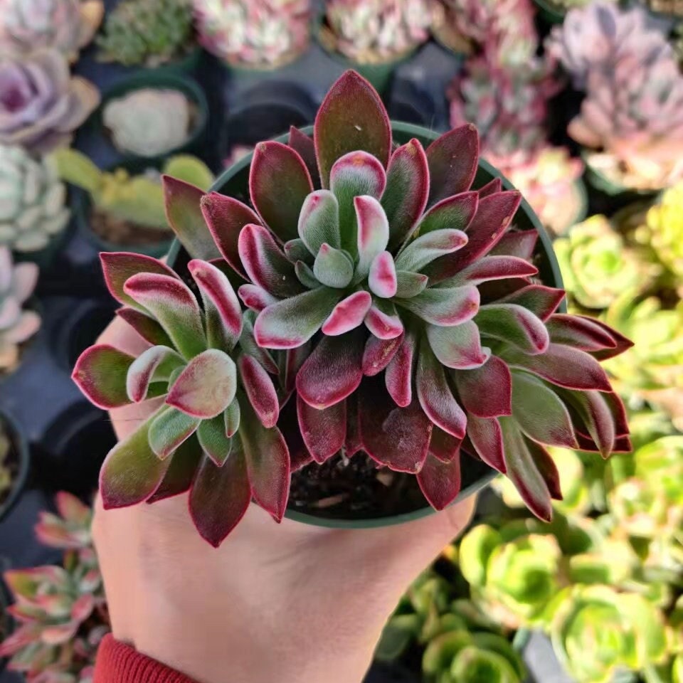 2” pot succulents Plants Echeveria Devotion