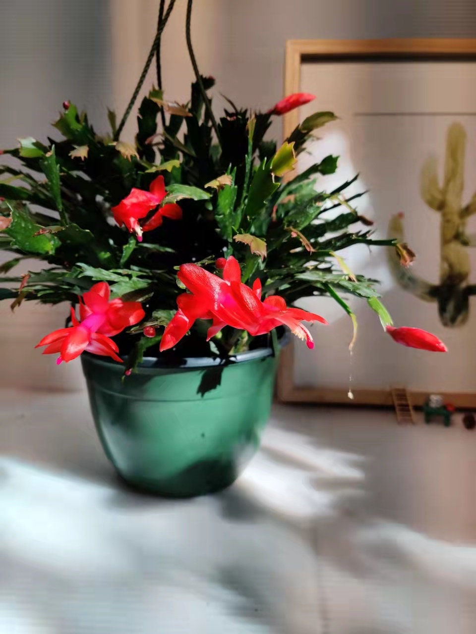 Unrooted Leave cuttings Thanksgiving cactus