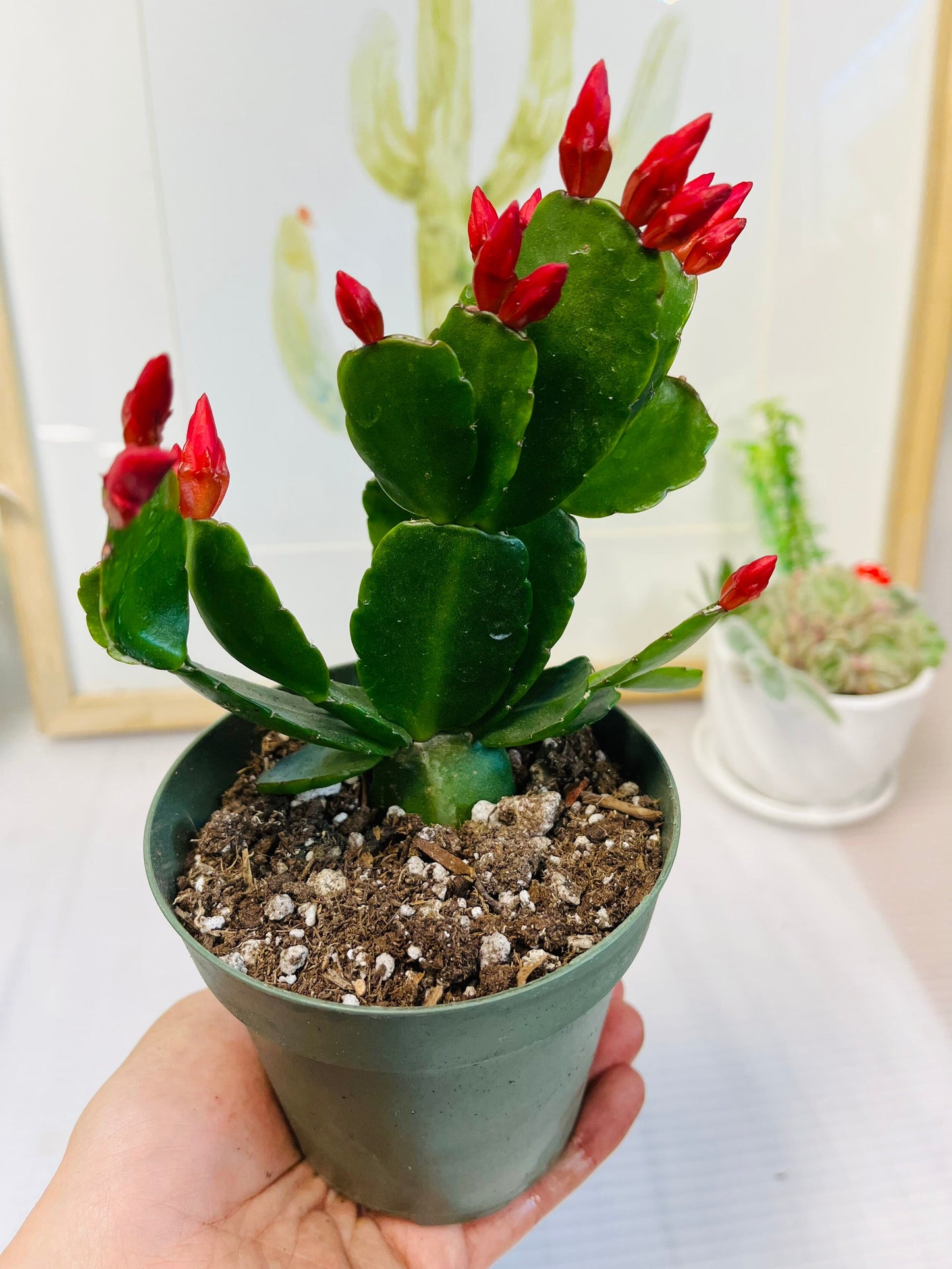 No root Leave cuttings/ rooted Easter Cactus