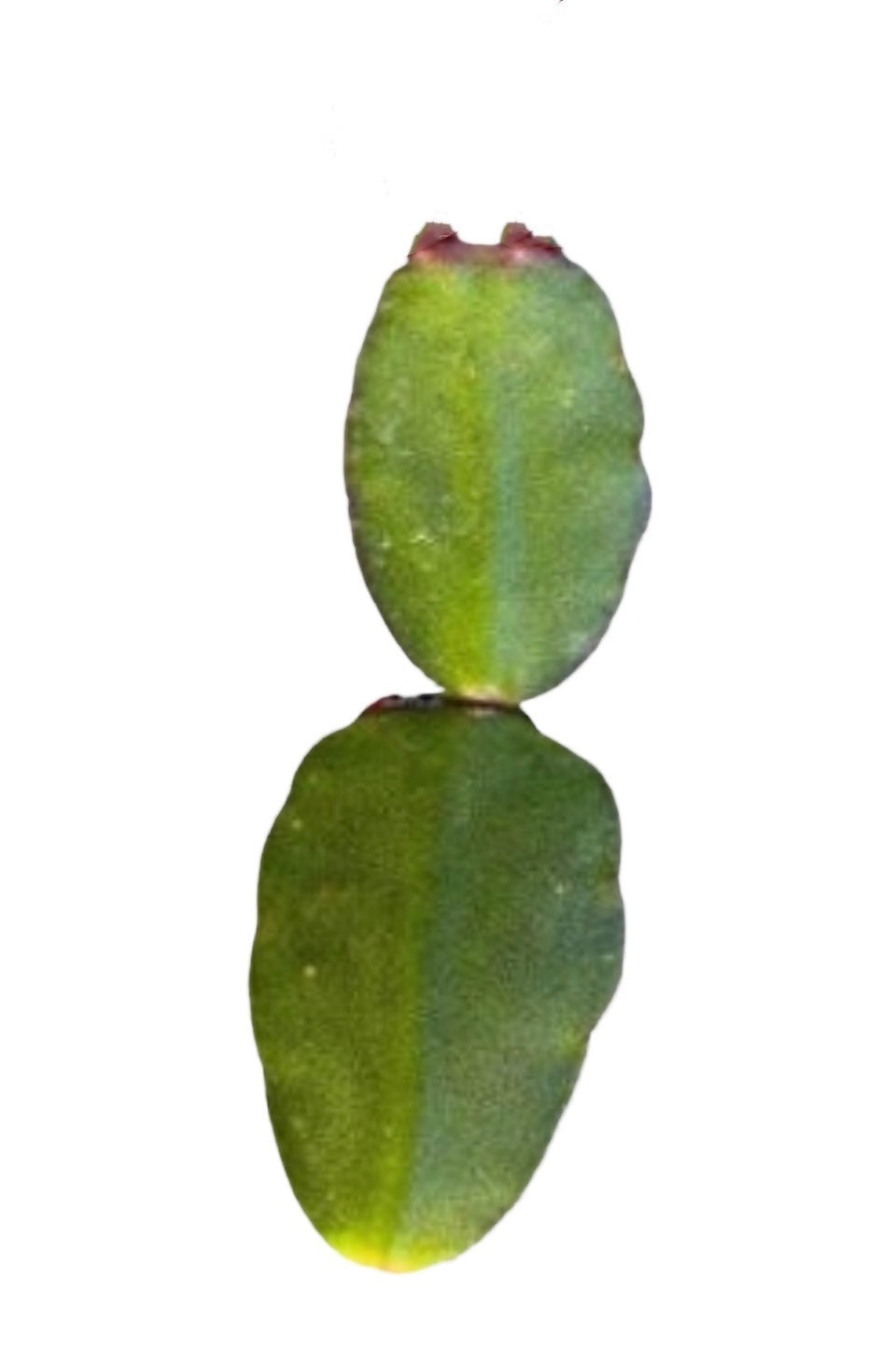 No root Leave cuttings/ rooted Easter Cactus