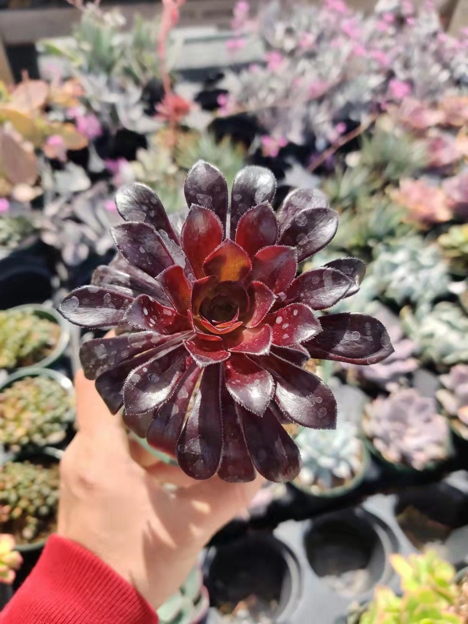 2"pot 4” pot Succulent Plants  Aeonium arboreum-Zwartkop