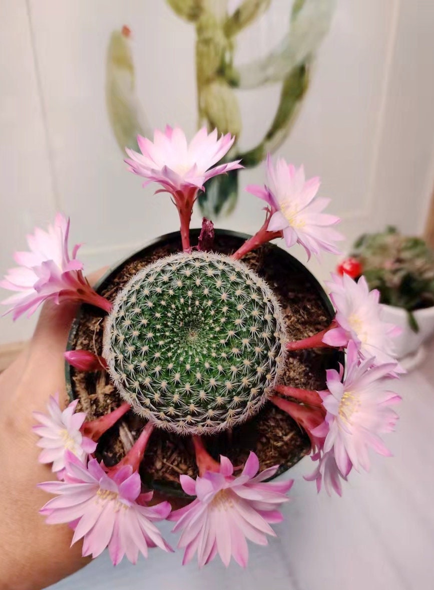 2"pot 4"pot Rebutia narvaecensis