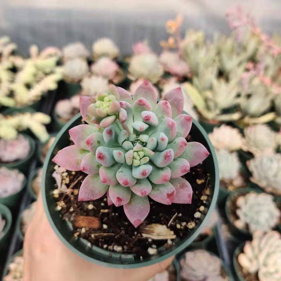 2"pot 4"pot Live Succulent plant Echeveria Blue Elf/Blue Apple