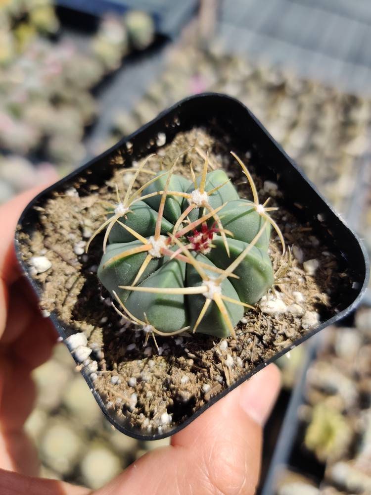 2"pot 4"pot Cactus Plants Ferocactus Macrodiscus Barrel Cactus