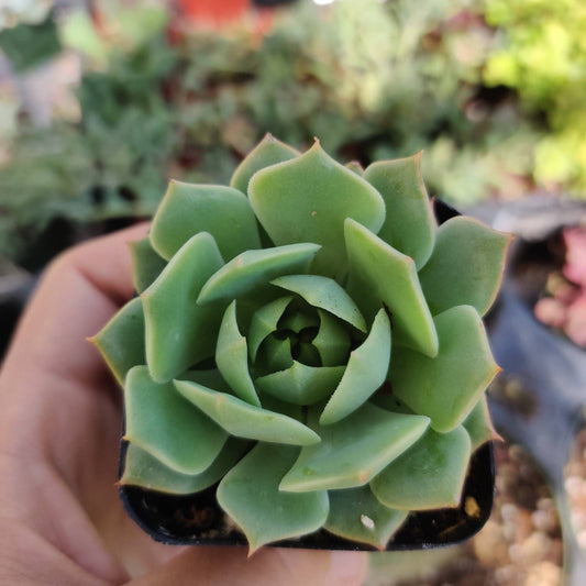 2” pot Echeveria mexican Hens And Chicks "Ramillette"