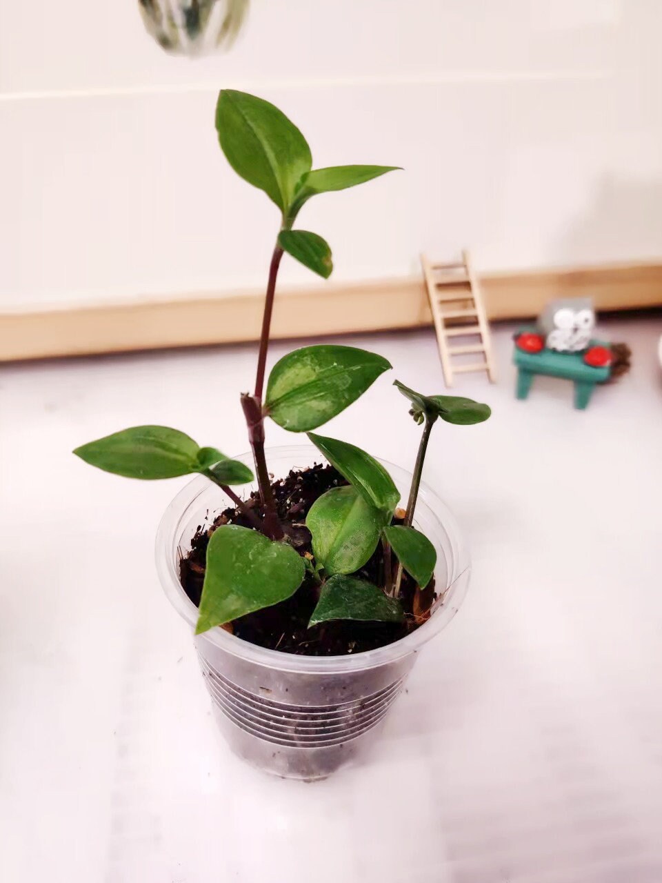 Cuttings/Rooted 2" pot Wandering Jew Tradescantia/Callisia