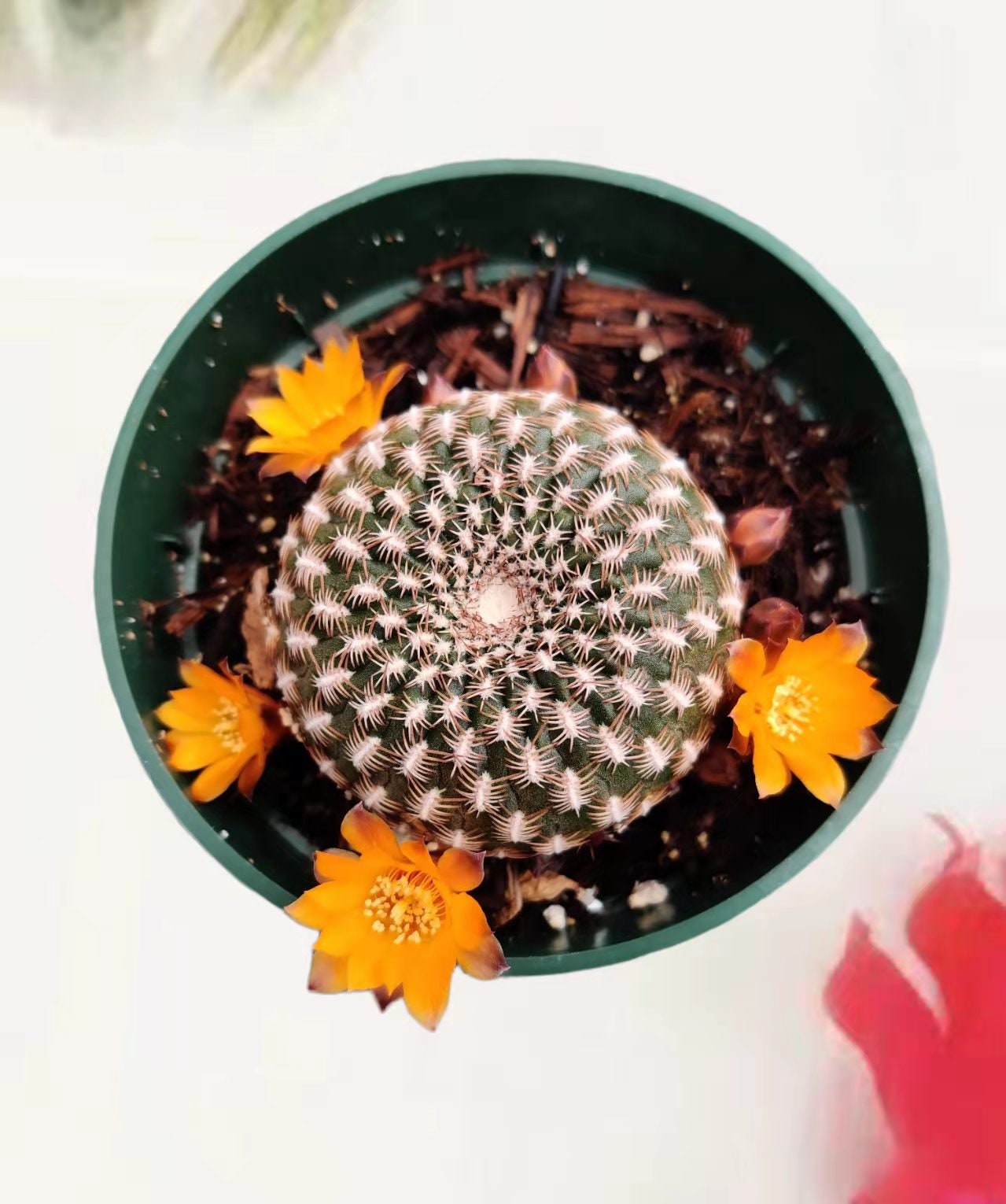 4"pot Live Cactus  Solcurebutia Arenacea