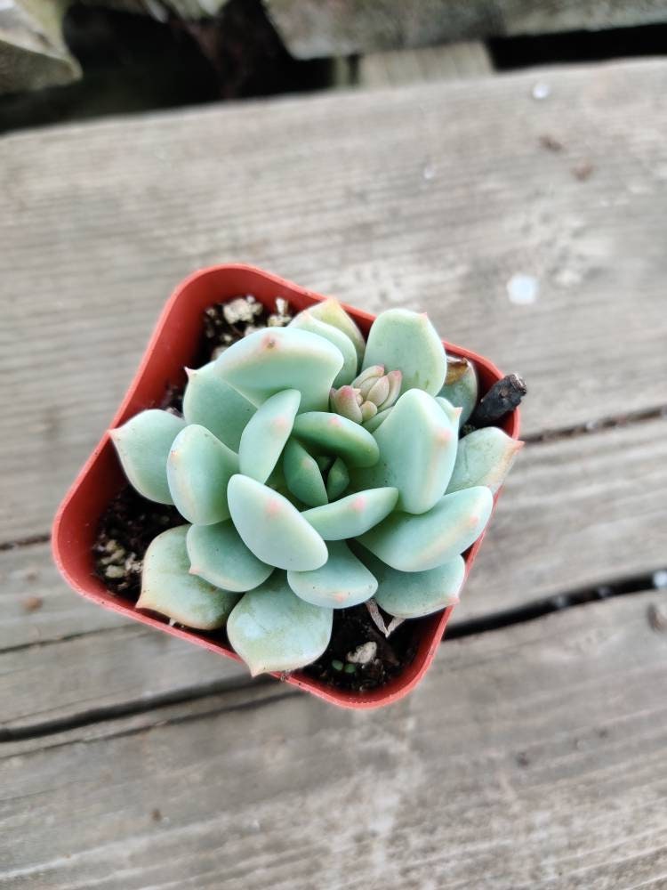 2"pot Echeveria Moonglow