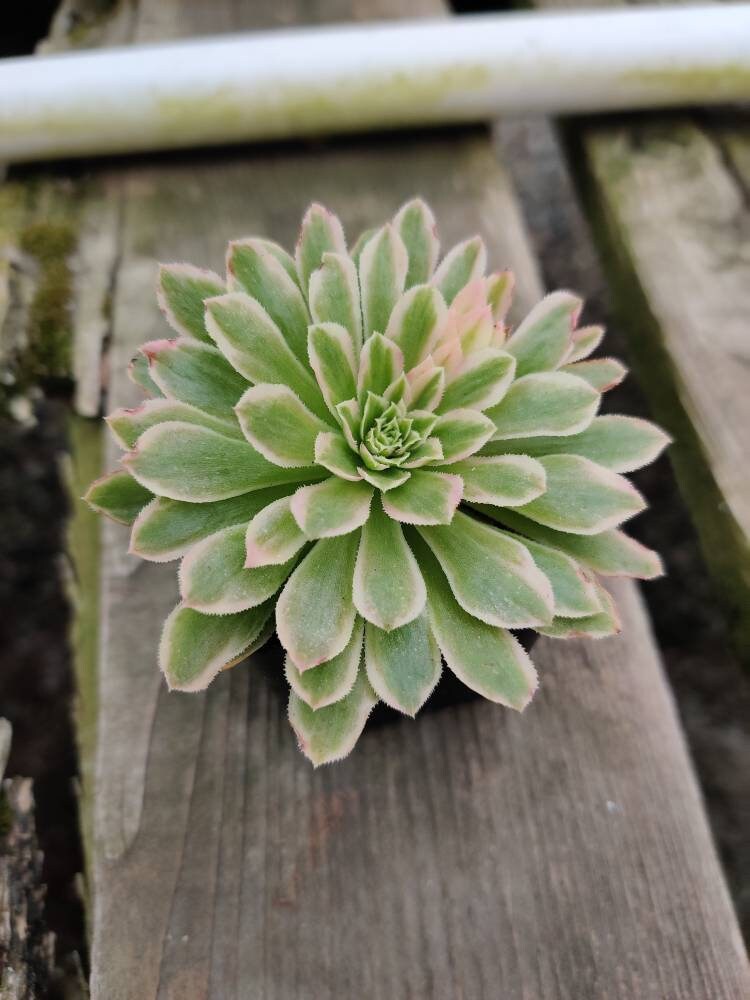 2"pot 4"pot Aeonium Emerald Ice