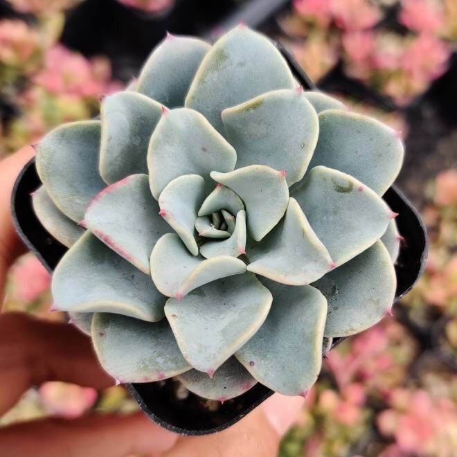 2” pot 4"pot  Succulent plants Echeveria Galaxy Blue