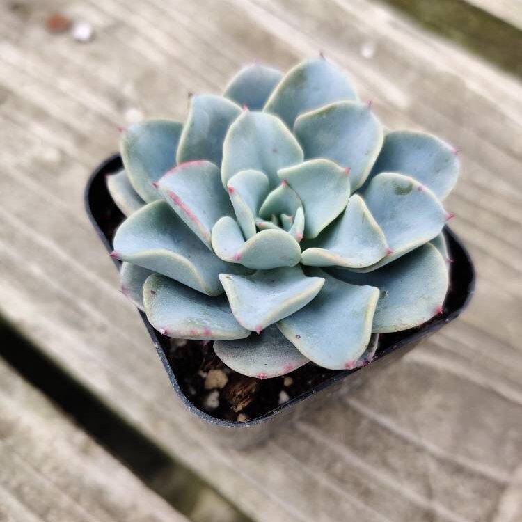 2” pot 4"pot  Succulent plants Echeveria Galaxy Blue