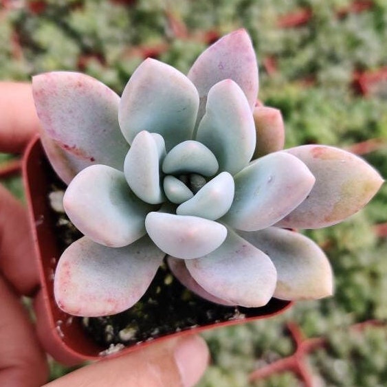 2” pot Graptoveria Opalina Succulent Plant