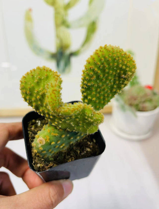 2"pot Crazy Bunny Ears, Opuntia Microdasys Monstrose