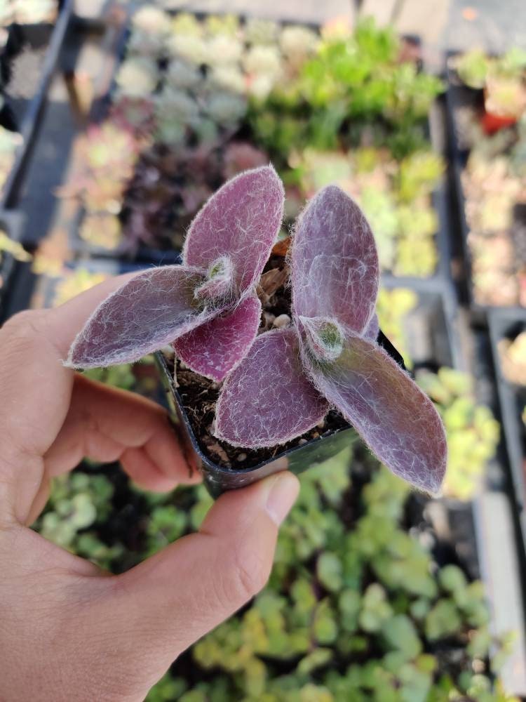 2"pot 4"pot Wandering Jew Plants Tradescantia Pale Puma Wandering Jew