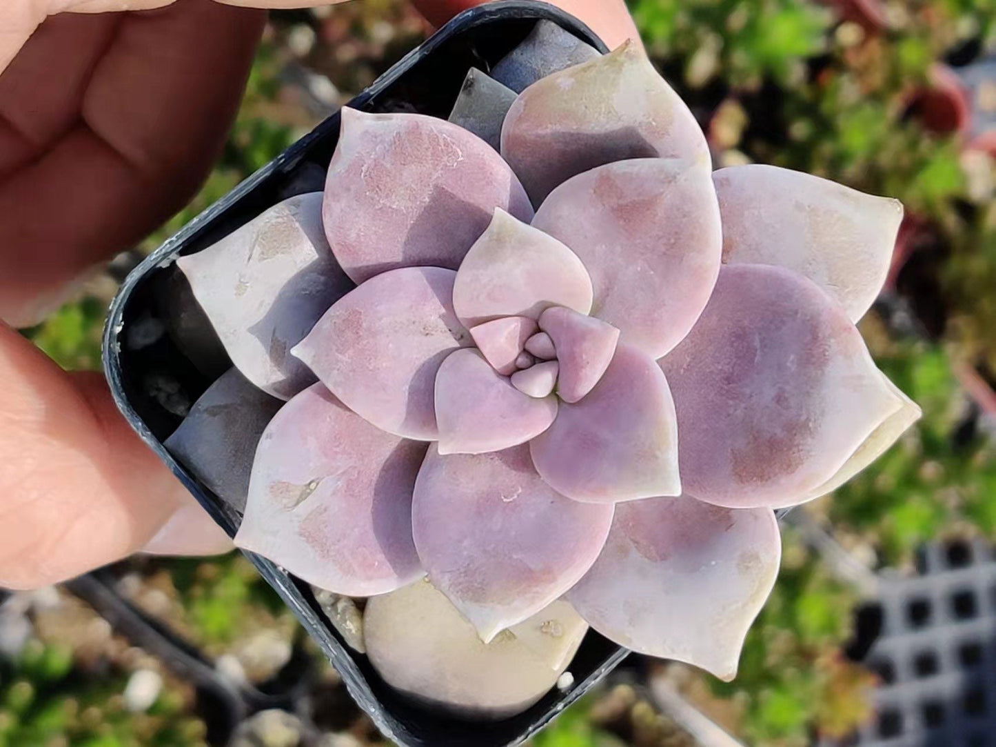 2”pot 4"pot Succulent Plants Graptopetalum Superbum