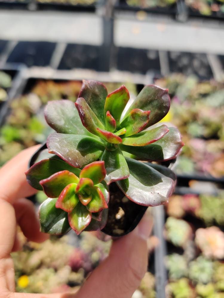 2” pot succulent Plants Echeveria Multicaulis