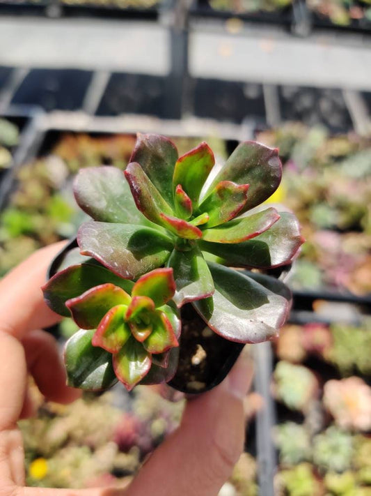 2” pot succulent Plants Echeveria Multicaulis