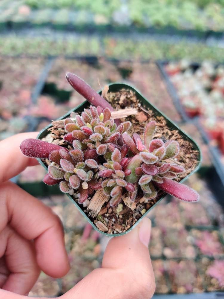 2”pot Succulent Plants  Crassula Pubescens