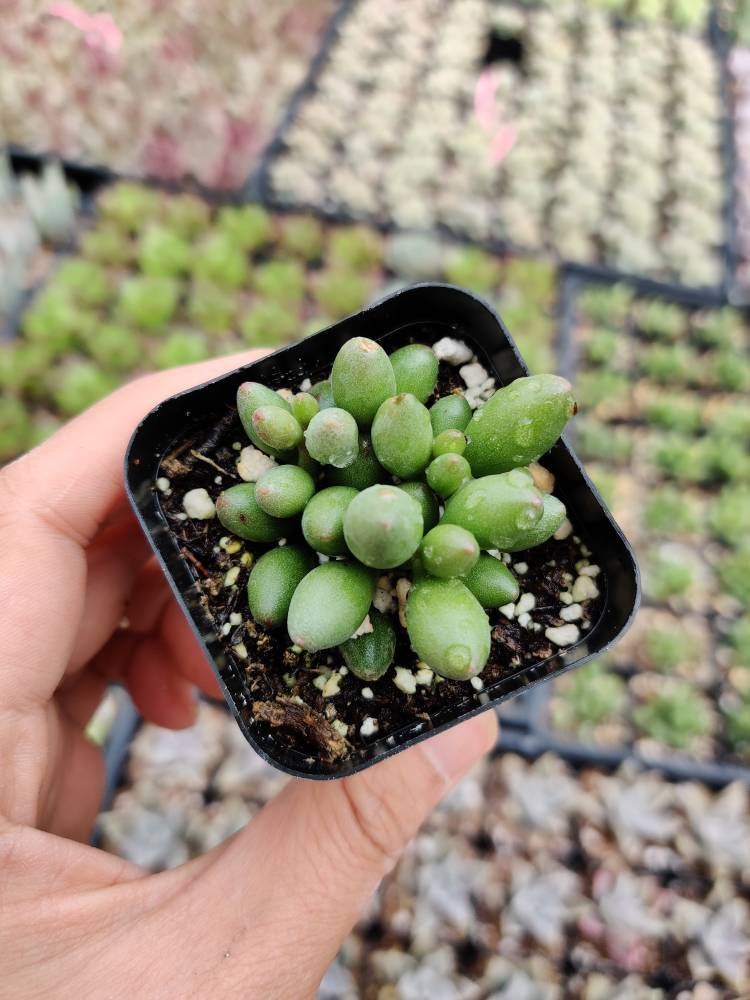 2”pot Succulent Plants  Adromischus oviforme