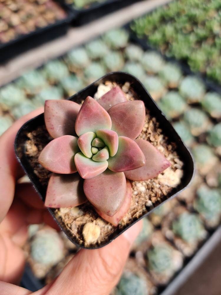 2”pot Succulent Plants  California Sunset