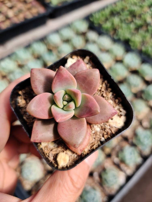 2”pot Succulent Plants  California Sunset