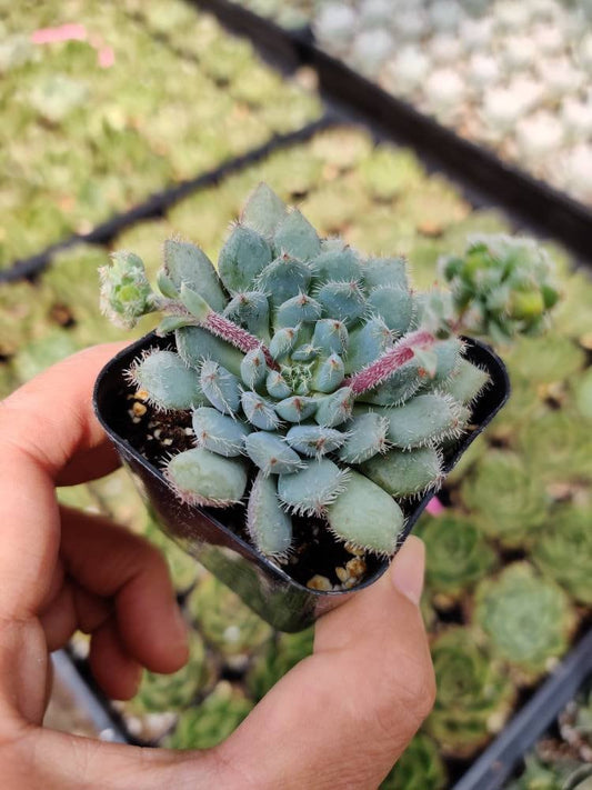 2"pot Echeveria Setosa ‘Mexican Firecracker’