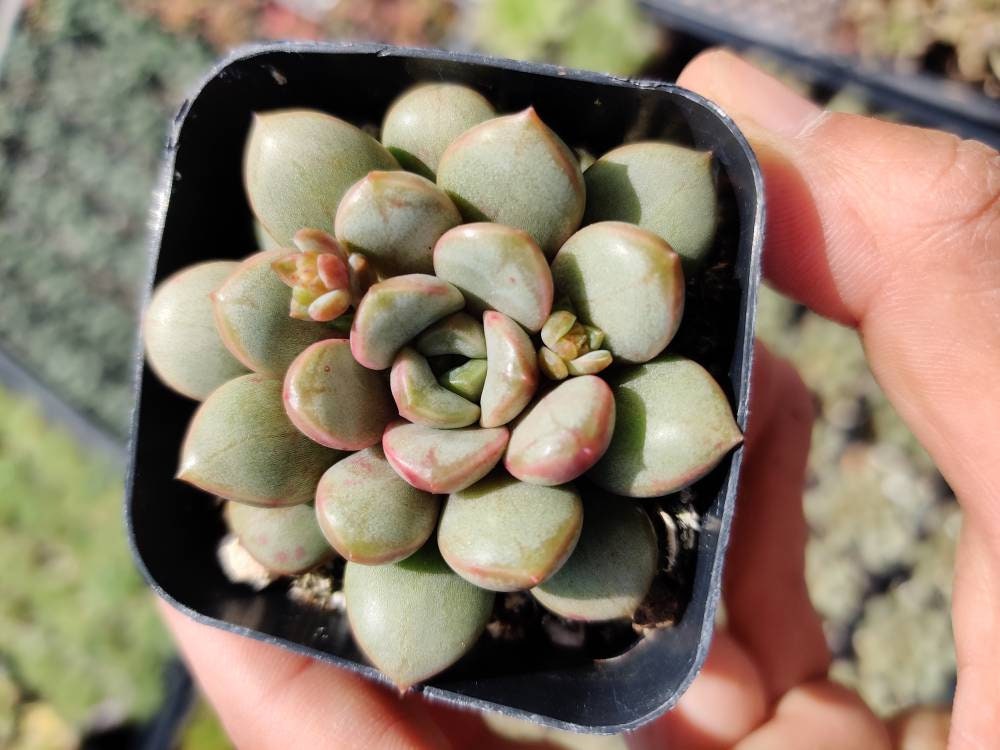 2”pot Succulent Plants  Graptoveria Amethorum