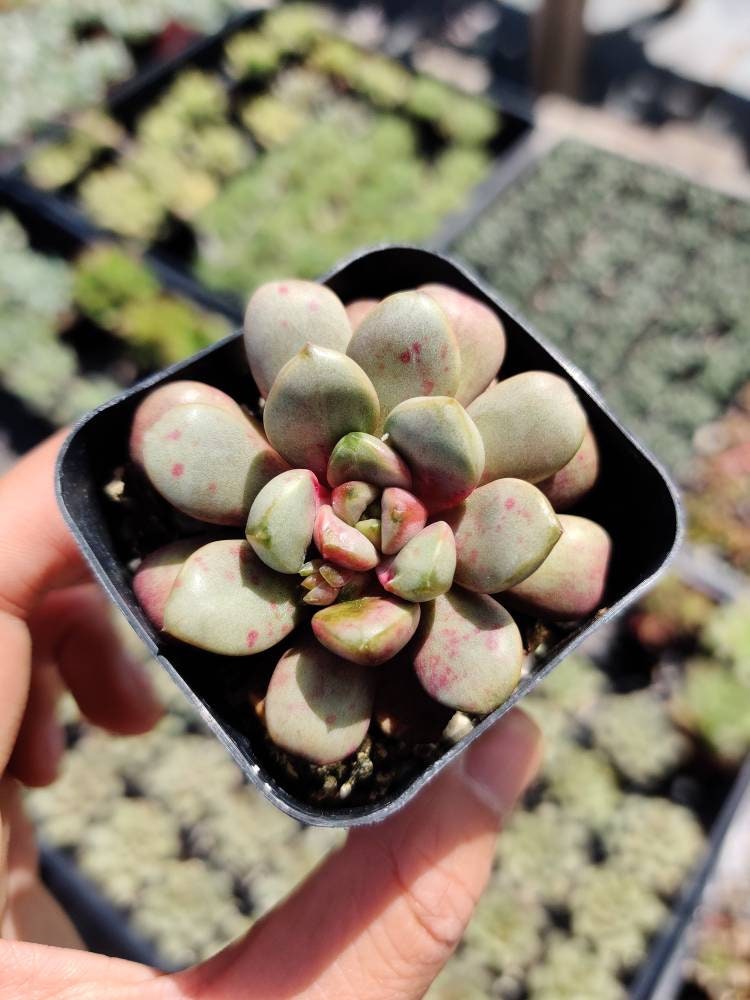 2”pot Succulent Plants  Graptoveria Amethorum