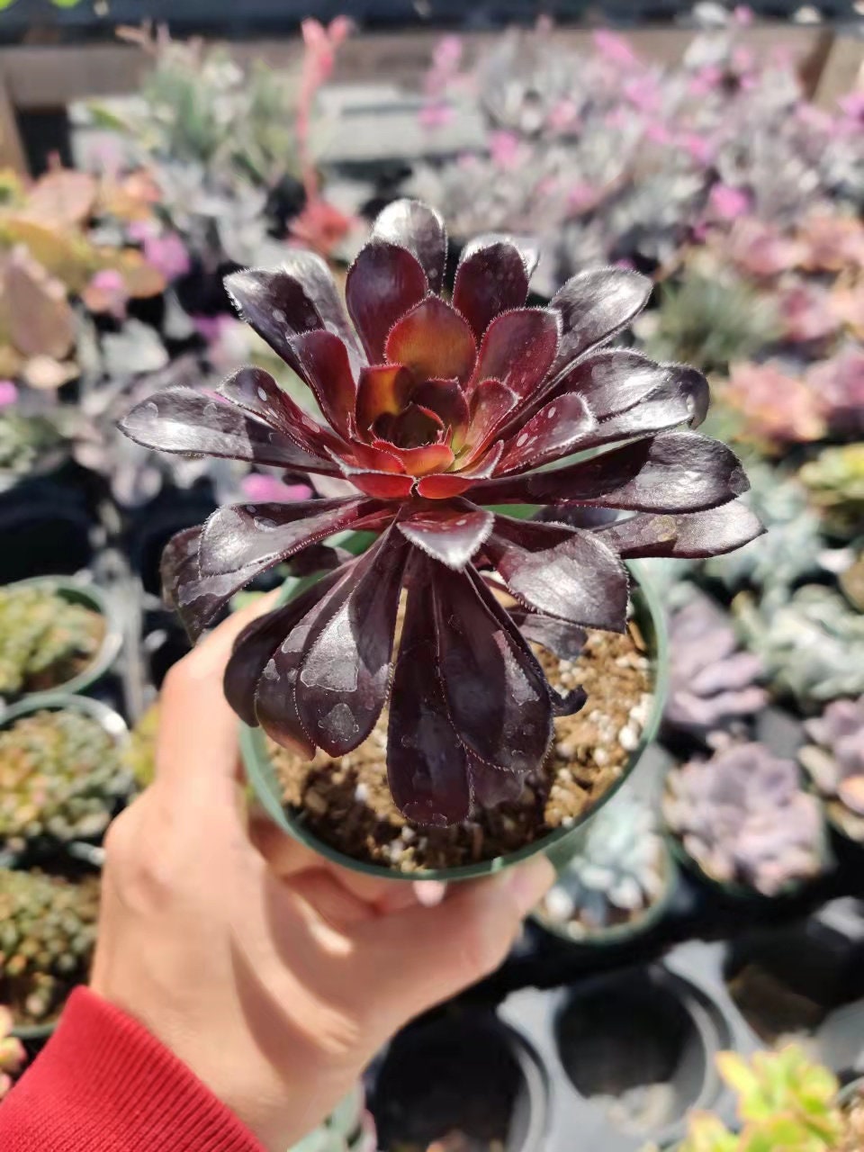 2"pot 4” pot Succulent Plants  Aeonium arboreum-Zwartkop