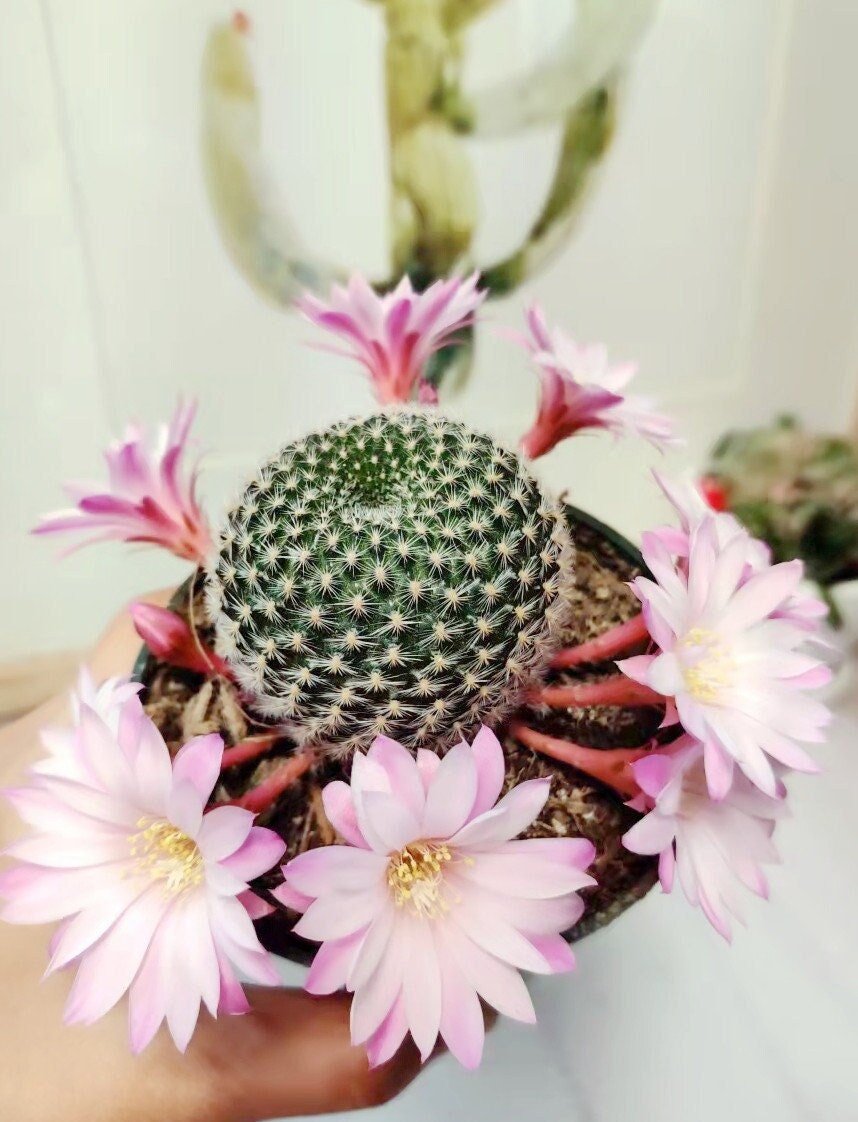 2"pot 4"pot Rebutia narvaecensis