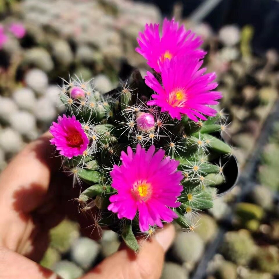 2” pot 4"pot Succulent Plants Trichodiadema densum