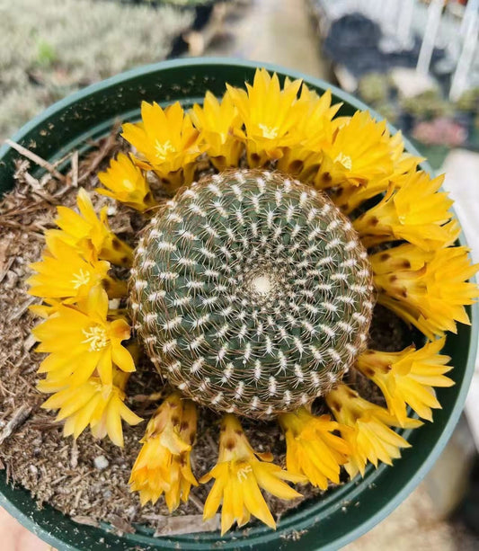4"pot Live Cactus  Solcurebutia Arenacea