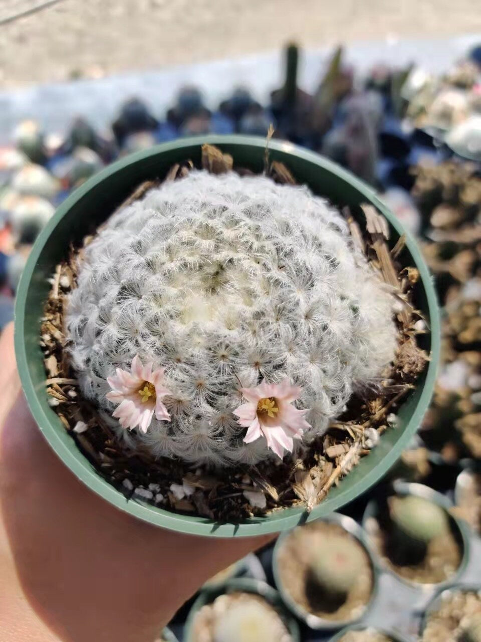 4"pot Cactus Plants Mammillaria Plumosa Feather Cactus