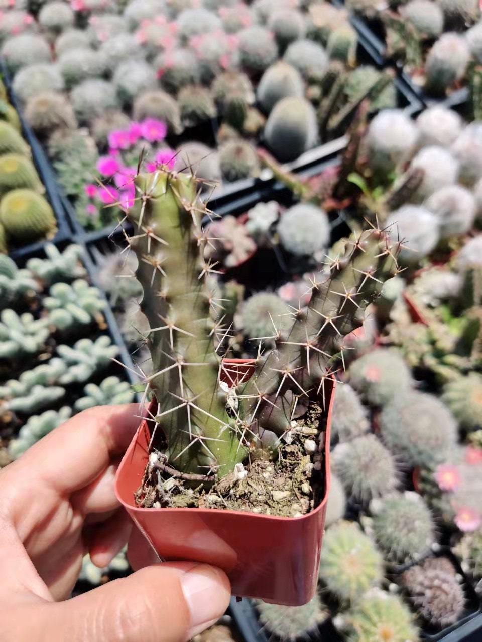 2"pot 4"pot Live cactus Echinocereus Pentalophus