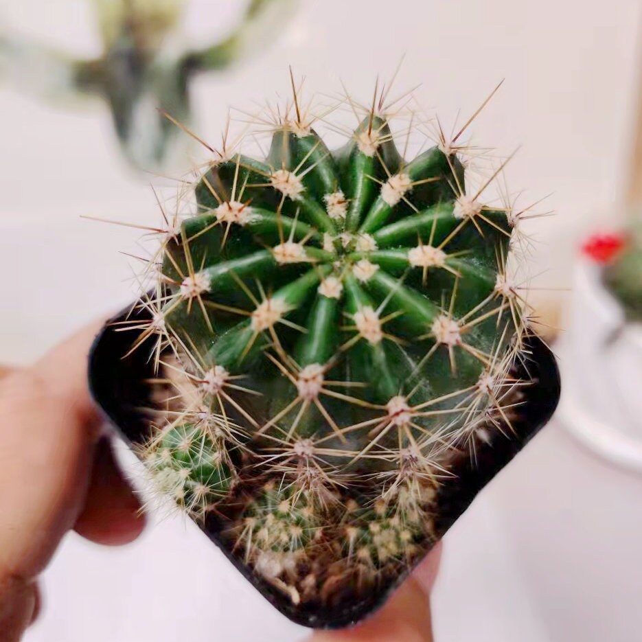2"pot 4"pot Echinobivia Rainbow Bursts Cactus
