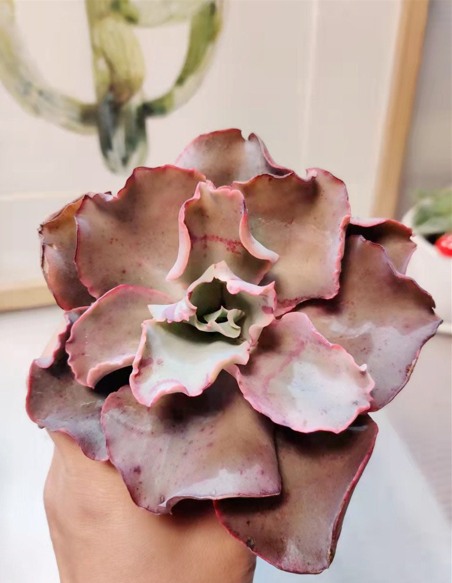 4"pot Live Succulent plants Echeveria Giant Blue