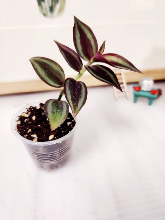 2"pot Live Wandering Jew Plant  Tradescantia Zebrina