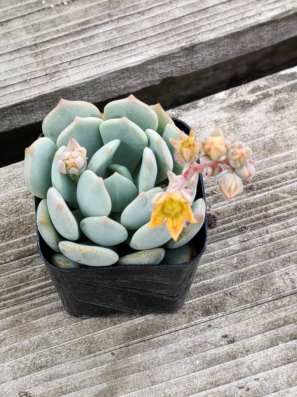 2"pot Echeveria Moonglow