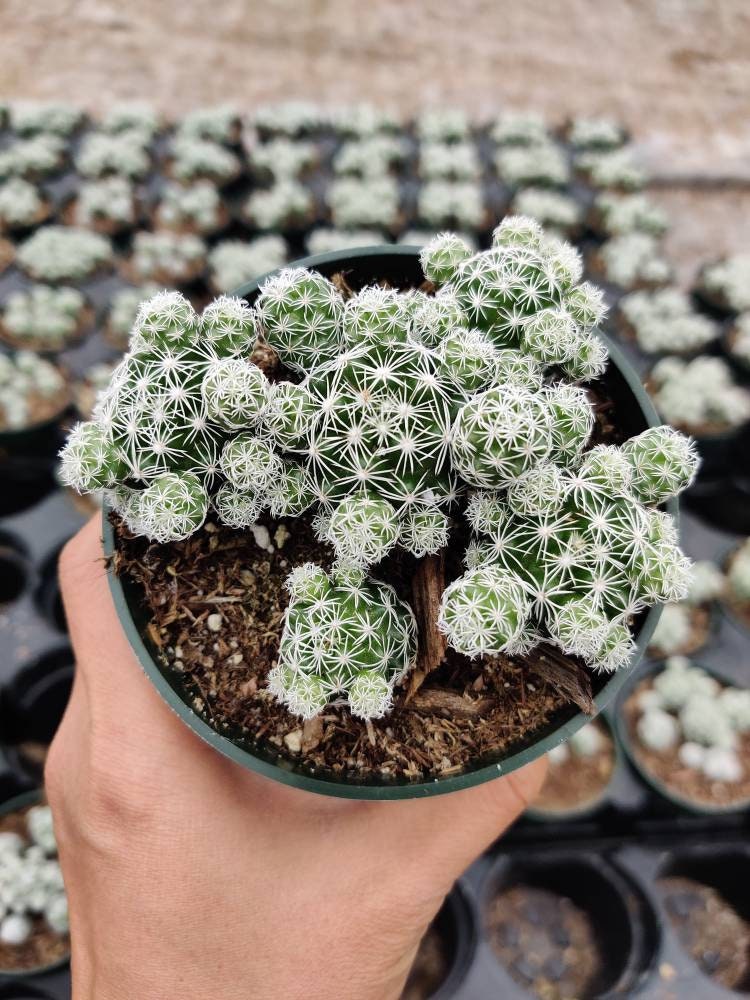 2"pot 4”pot  Mammillaria gracilis fragilis Thimble Cactus