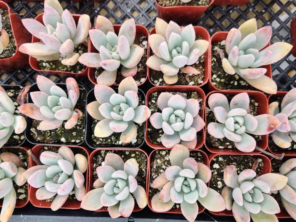 2” pot Graptoveria Opalina Succulent Plant