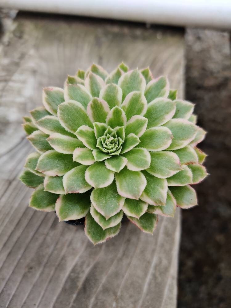 2"pot 4"pot Aeonium Emerald Ice