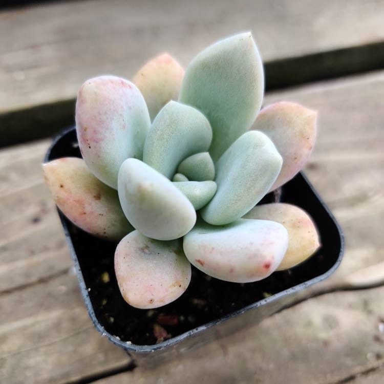 2” pot Graptoveria Opalina Succulent Plant