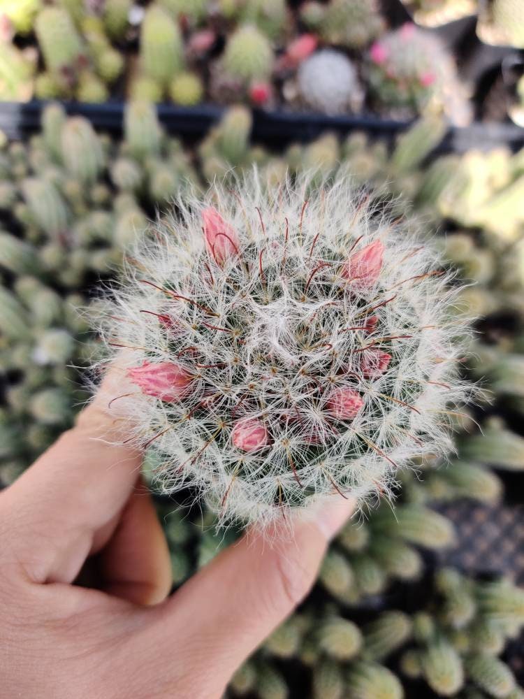 2"pot 4"pot Cactus Plants Mammillaria Bocasana