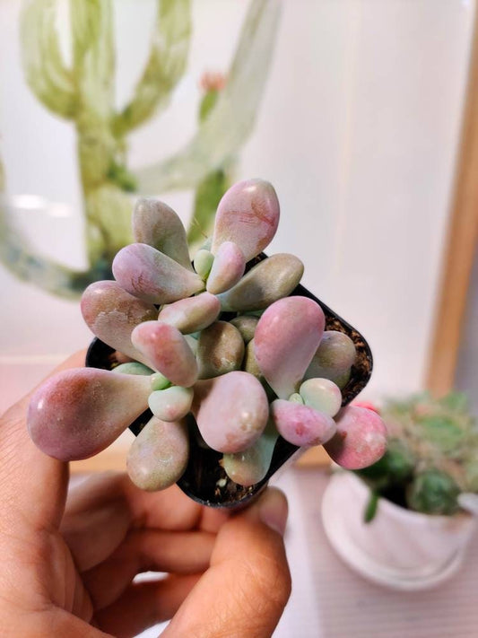 2" pot Succulent Plants Pachyphytum Oviferum Pink Moonstones