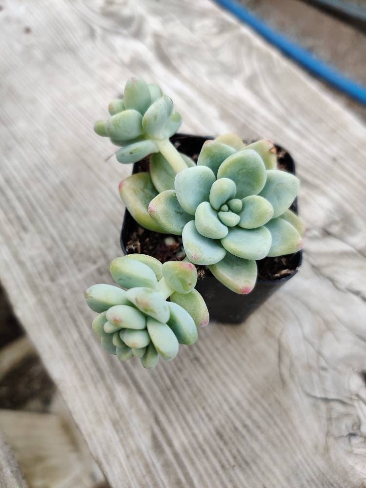 2”pot Succulent Plants  Sedum Clavatum