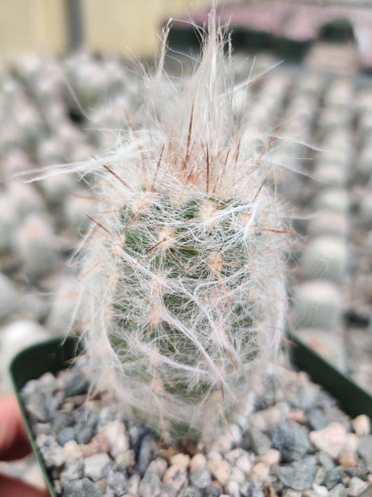 2"pot Live cactus plant Old Man Of The Andes Cactus  Oreocereus Trollii